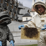 Bees