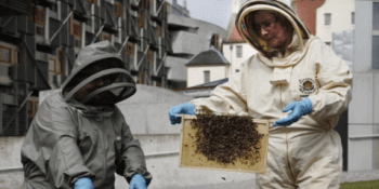 Bees