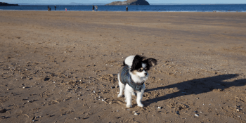 Rio at North Berwick