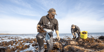 House-of-Seaweed-harvesting