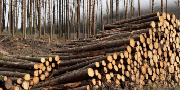 Timber in forest