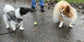 Dogs
