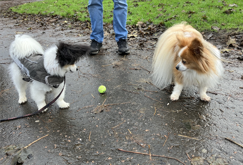 Dogs